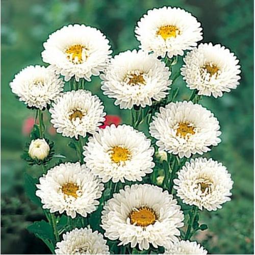 Aster Kurenai White Flower Seeds