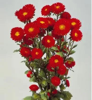 Aster Matsumoto Red | Imported Flower Seeds Buy in India