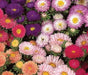 Aster Matsumoto Mix Flower Seeds