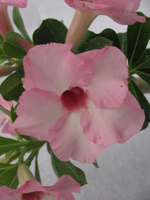 Adenium Baby Pink Flower Plant - CGASPL