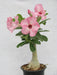 Adenium Baby Pink Flower Plant - CGASPL