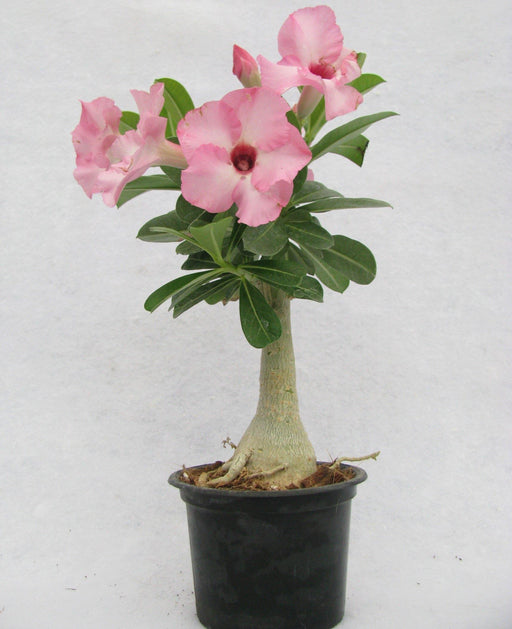 Adenium Baby Pink Flower Plant