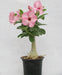 Adenium Baby Pink Flower Plant