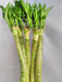 Lotus Bamboo Live Plants 50 cm (12 Sticks)