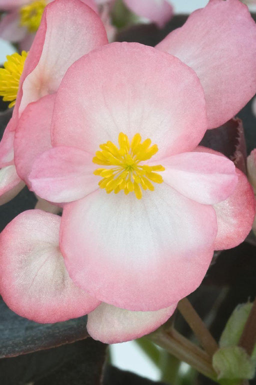 Begonia Semperflorens Nightlife Blush Flower Seeds - CGASPL