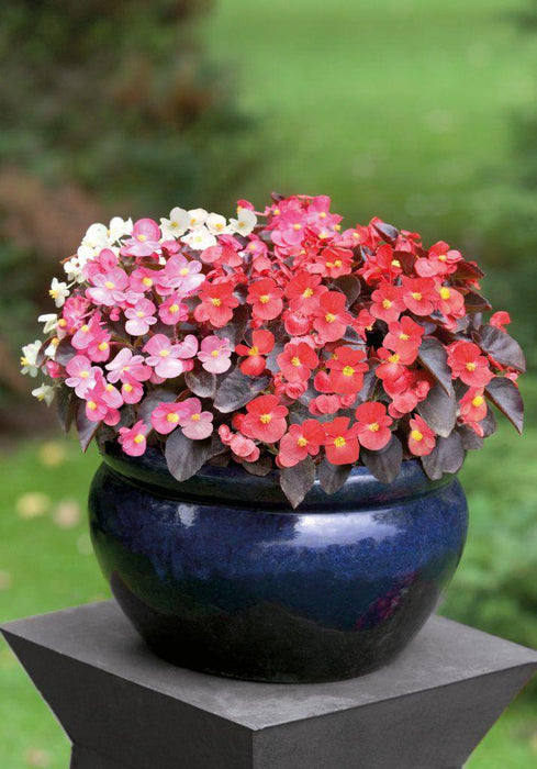 Begonia Tuberhybrida Nonstop Mix Flower Seeds - CGASPL