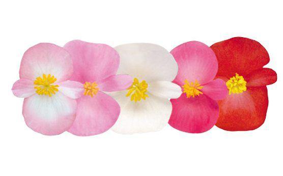 Begonia Semperflorens Nightlife Mix Flower Seeds - CGASPL