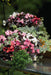 Begonia Semperflorens Nightlife Mix Flower Seeds - CGASPL