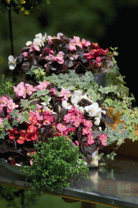 Begonia Tuberhybrida Nonstop Mix Flower Seeds - CGASPL