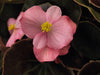 Begonia Semperflorens Nightlife Pink Flower Seeds - CGASPL