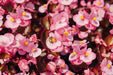  Begonia Semperflorens Nightlife Pink Flower Seeds