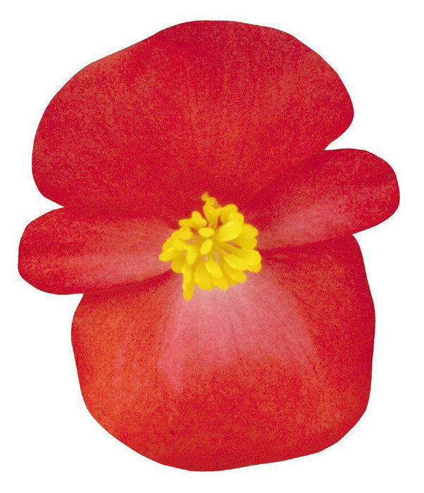 Begonia Semperflorens Nightlife Red Flower Seeds - CGASPL