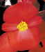 Begonia Semperflorens Nightlife Red Flower Seeds - CGASPL