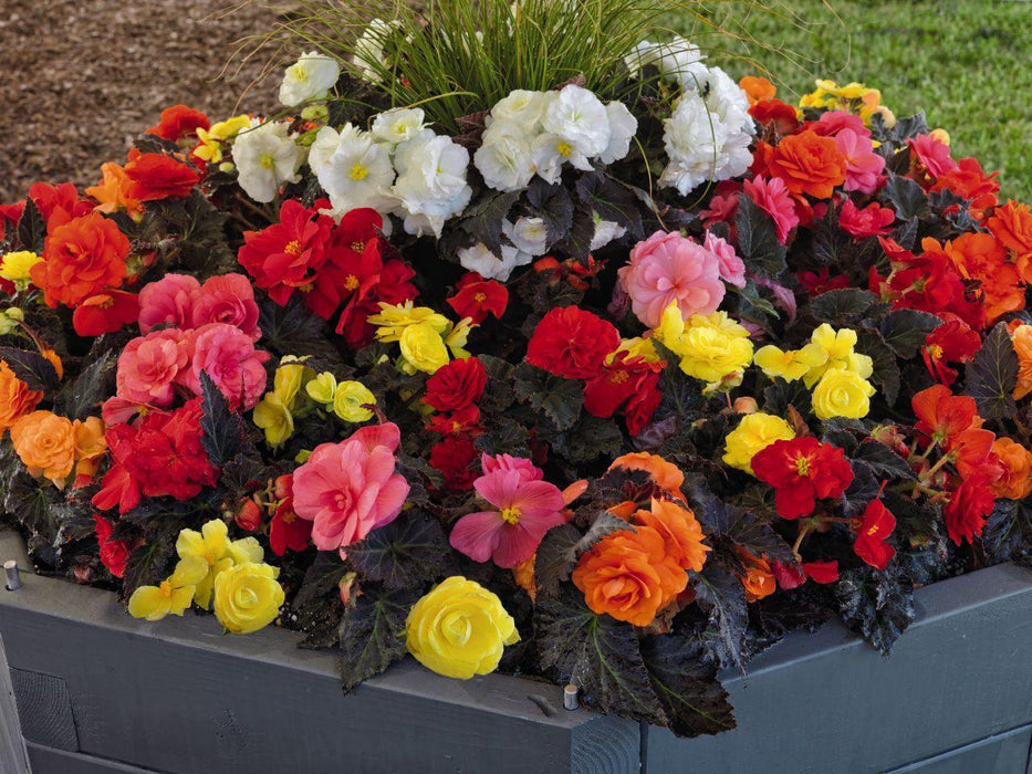 Begonia Tuberhybrida Nonstop Mocca Mix Flower Seeds - CGASPL