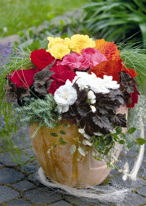 Begonia Tuberhybrida Nonstop Mocca Mix Flower Seeds - CGASPL