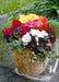 Begonia Tuberhybrida Nonstop Mocca Mix Flower Seeds - CGASPL
