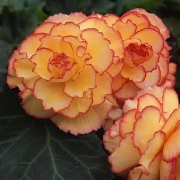 Begonia Tuberous AmeriHybrid Picotee Sunburst Flower Seeds