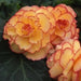 Begonia Tuberous AmeriHybrid Picotee Sunburst Flower Seeds