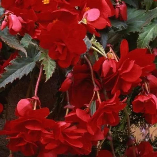 Begonia Tuberous Sun Dancer Red Flower Seeds