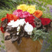 Begonia Tuberhybrida Nonstop Mocca Mix Flower Seeds