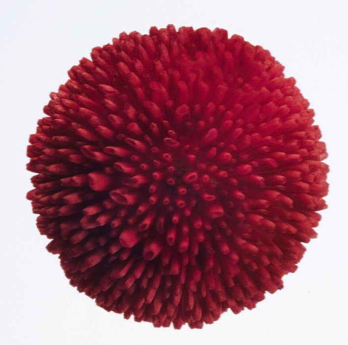 Bellis Tasso Red Flower Seeds - CGASPL