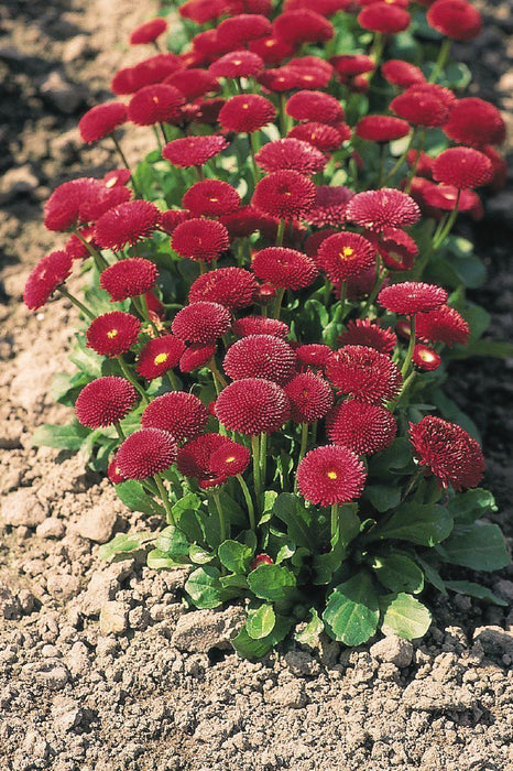 Bellis Tasso Red Flower Seeds - CGASPL