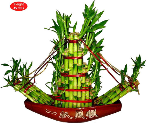 Big Boat Lucky Bamboo - CGASPL