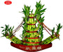 Big Boat Lucky Bamboo - CGASPL