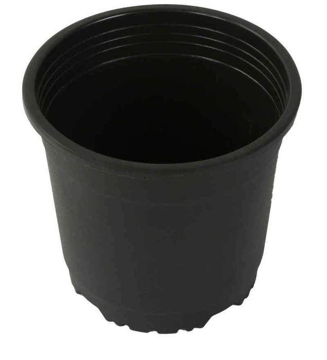 Sunrise Pot 12 cm (4.7") Black ( Pack of 12) - CGASPL
