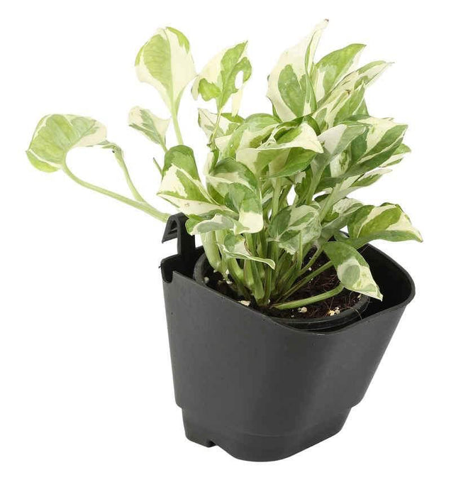 hook pots for plants Black Vertical Hook Pot – ChhajedGarden.com