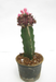 Black Moon Cactus Live Plant (Big) - CGASPL