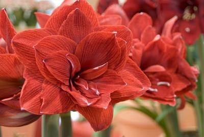 Amaryllis Blood Red Flower Bulbs (Pack of 6) - CGASPL