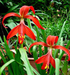 Amaryllis Sprecklia Formosissma Red Flower Bulbs (Pack of 6 Bulbs) - CGASPL