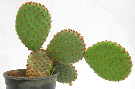 Bunny Ear Cactus (Opuntia microdasys subsp. rufida)