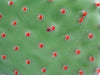 Cinnamon Bunny Ear Cactus (Opuntia Microdasys Rufida) - CGASPL