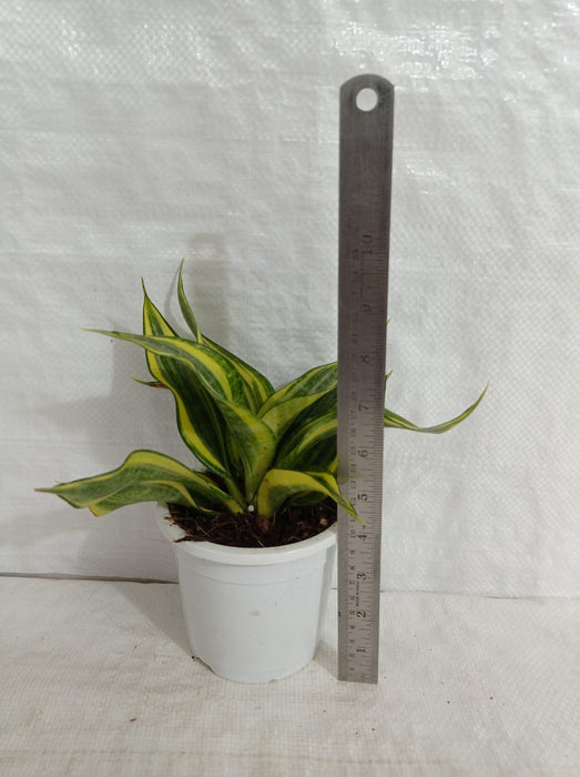 Low Maintenance Sansevieria Indoor Houseplant