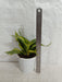 Low Maintenance Sansevieria Indoor Houseplant