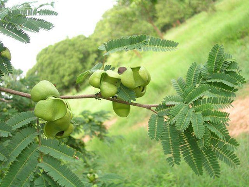 Caesalpinia coriaria - CGASPL