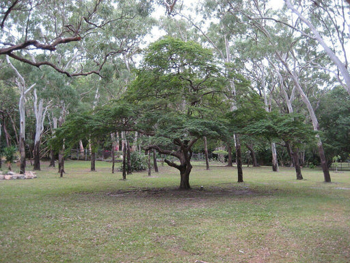 Caesalpinia coriaria seeds