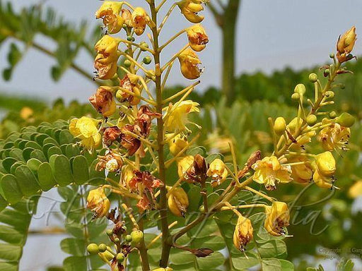 Caesalpinia sappan seeds