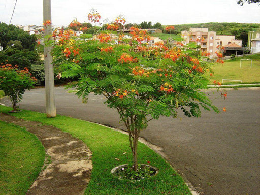 Caesalpinia sappan - CGASPL