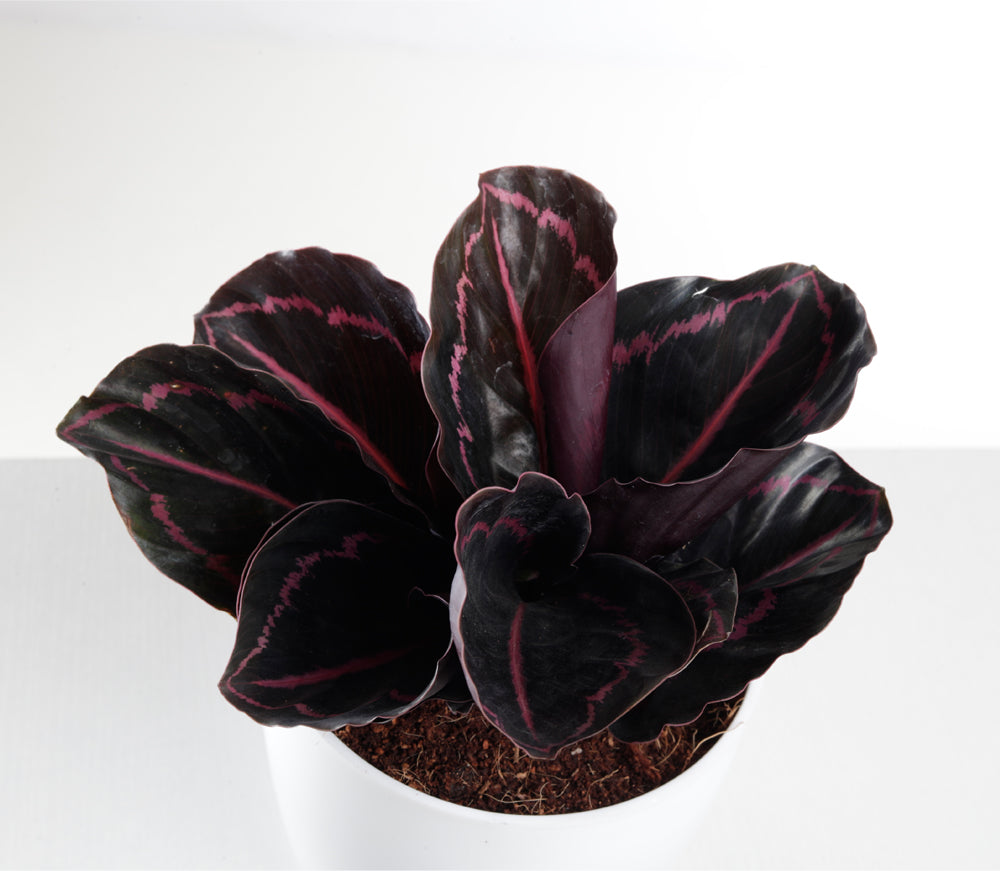 Calathea Plants
