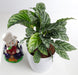 Decorative and air-cleaning Calathea Freddie for indoors