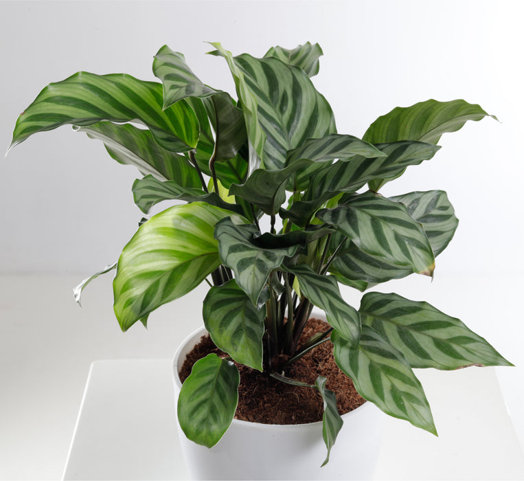 Indoor Calathea Freddie in white pot with green striped leaves