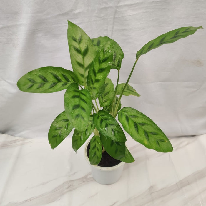Calathea Leopardina Plant