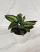 Mood-boosting Calathea Beauty Star in planter