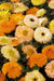 Calendula Bon Bon Mix Flower Seeds
