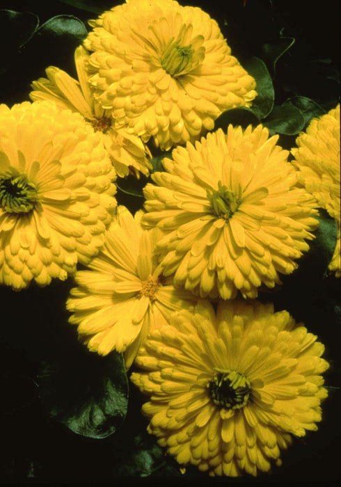 Calendula Bon Bon Yellow Flower Seeds