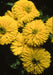Calendula Bon Bon Yellow Flower Seeds