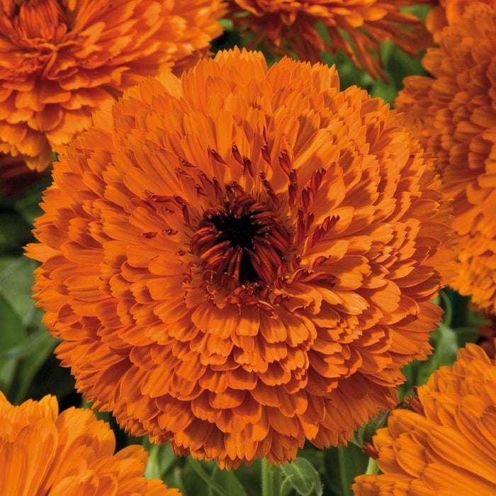 Calendula Touch of Red Orange Flower Seeds - CGASPL